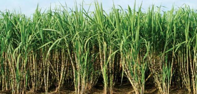 صورة جديد كيفية زراعة قصب السكر