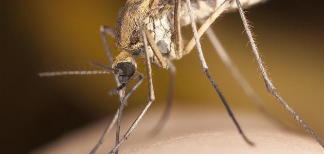 صورة جديد علاج مضاعفات الملاريا