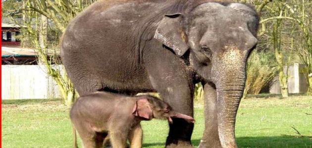 صورة جديد كيف يولد الفيل