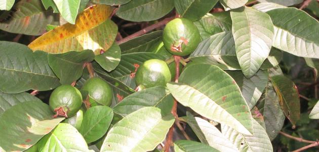 صورة جديد فوائد أوراق الجوافة