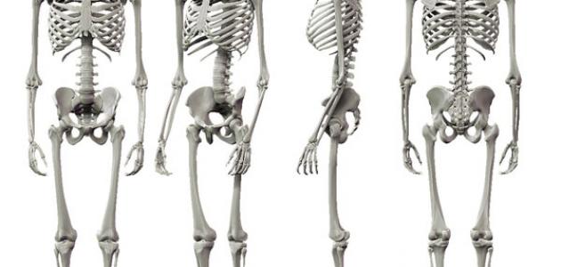 صورة جديد عدد العظام في الجسم