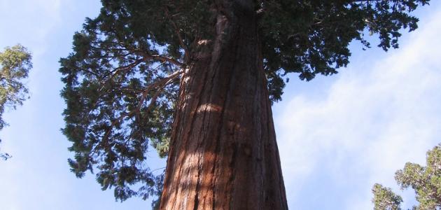 صورة جديد أكبر شجرة في العالم