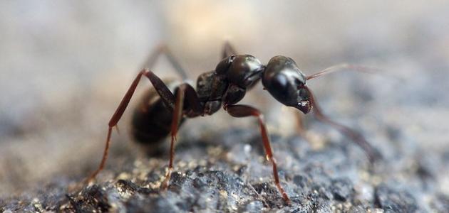 صورة جديد لماذا يوجد النمل في البيت