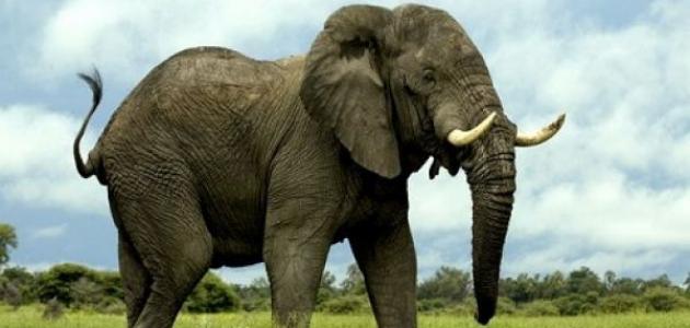 60345d1a4256e جديد معلومات عامة عن حيوان الفيل
