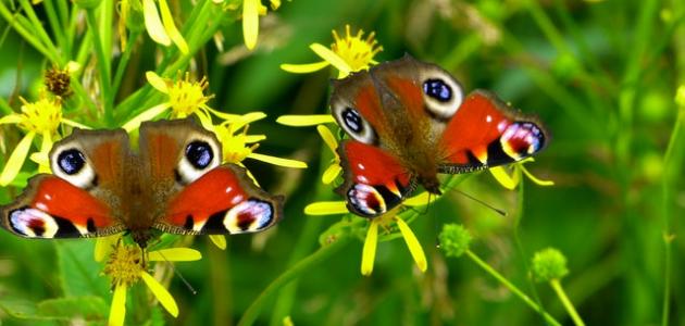 صورة جديد أجمل الفراشات في العالم