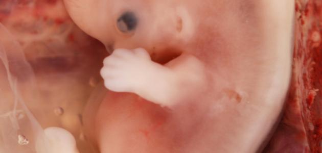 صورة جديد مراحل تكوّن الجنين بالأسابيع