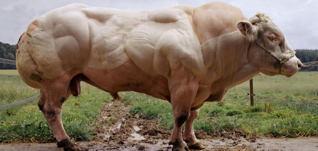 صورة جديد أنواع البقر في العالم