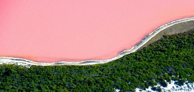 صورة جديد البحيرة الوردية في أستراليا