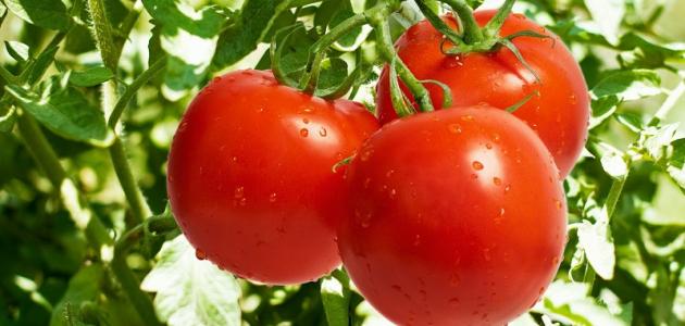 صورة جديد كيفية زراعة بذور الطماطم