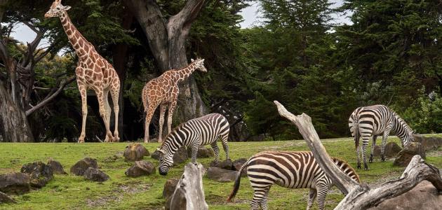 صورة جديد أكبر حديقة حيوان في العالم