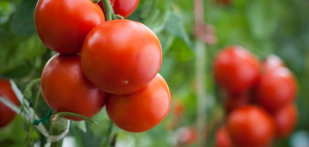 صورة جديد كيفية حفظ الطماطم في المجمد