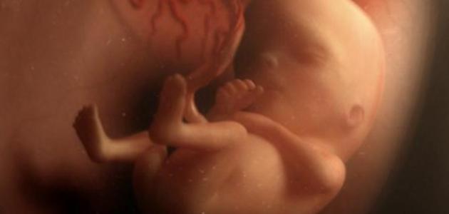 صورة جديد كيف ينام الجنين في بطن أمه