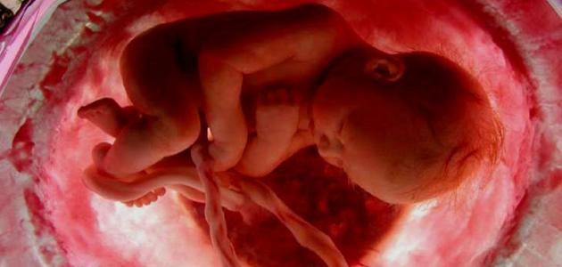 صورة جديد على ماذا تدل كثرة حركة الجنين