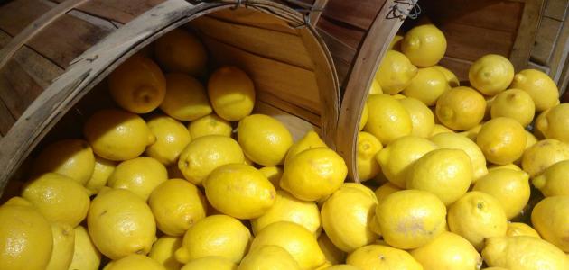 صورة جديد طريقة حفظ الليمون