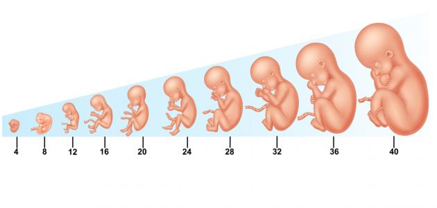 6042c2a2cef9e جديد مراحل تطور الجنين شهر بشهر
