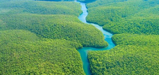 صورة جديد أجمل الغابات في العالم
