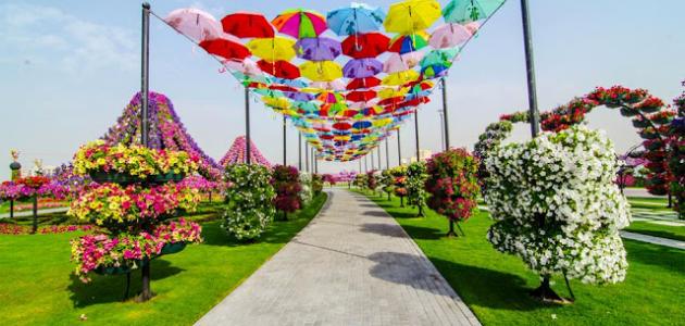 صورة جديد أين تقع الحديقة المعجزة في دبي