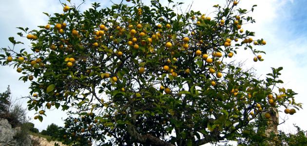 604b920ee9d74 جديد كيفية الاعتناء بشجرة الليمون