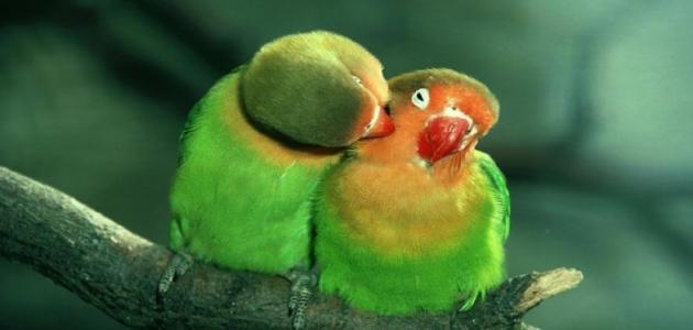صورة جديد كيف أجعل طيور الحب تتزاوج