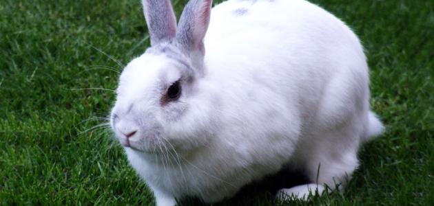صورة جديد أمراض الأرانب وكيفية علاجها