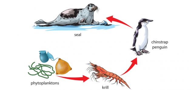 صورة جديد السلسلة الغذائية البحرية