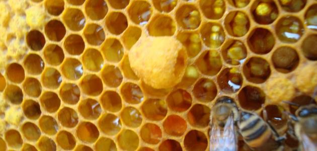 صورة جديد فوائد غذاء ملكات النحل للبشرة