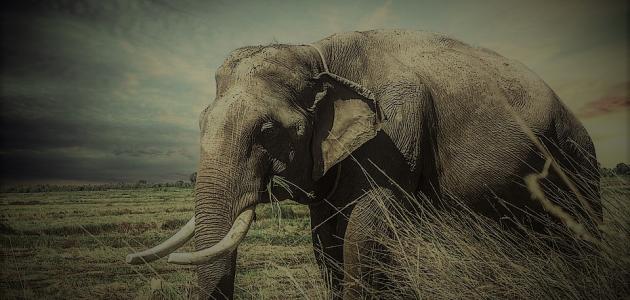 صورة جديد قصة اصحاب الفيل