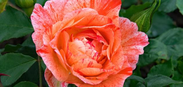 صورة جديد أجمل أنواع الورد الجوري