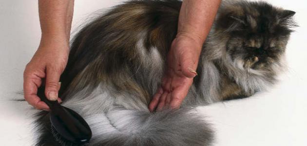 صورة جديد علاج تساقط شعر القطط الشيرازية