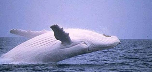 صورة جديد كم يبلغ وزن الحوت الأزرق