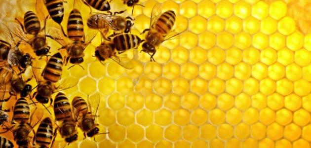 صورة جديد بحث عن النحل وفوائده