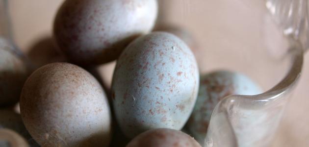 صورة جديد كيف أعرف بيض الكناري الملقح