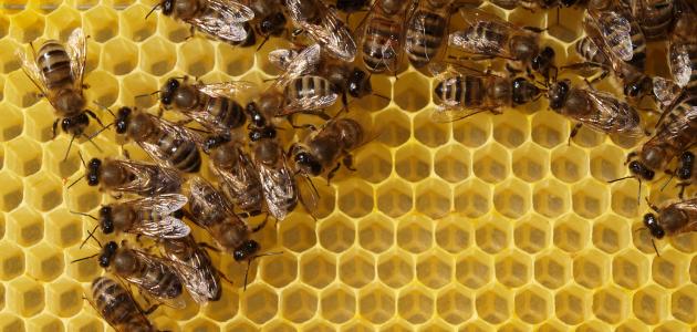 صورة جديد النحل و بناء الشمع