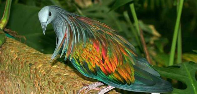 صورة أجمل أنواع الطيور في العالم
