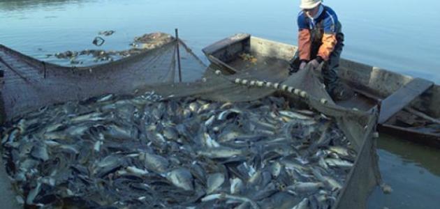 صورة صيد السمك فى النيل