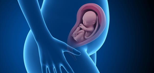 صورة مراحل الحمل في الشهر السابع