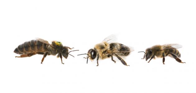 صورة النحل ثلاثة أنواع