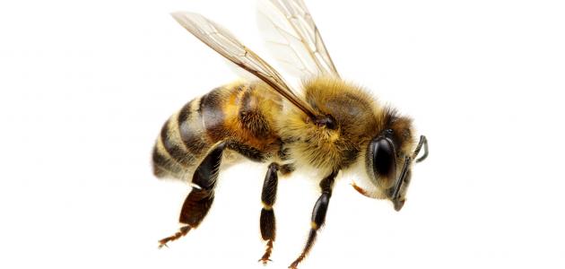 608357e999f3e ما هو علاج لسعة النحلة