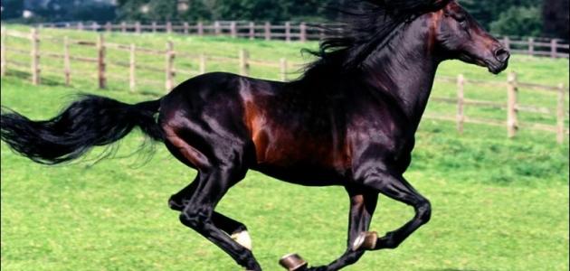60846af574c3d أسرع حصان في العالم