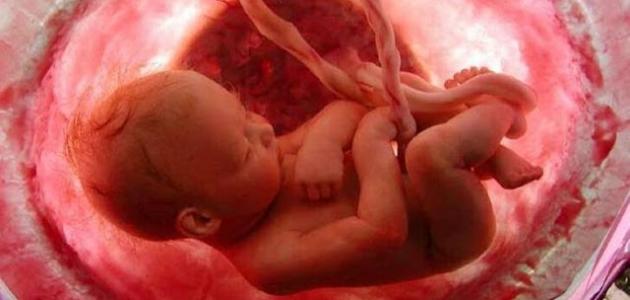 صورة كيف ينمو الجنين في بطن أمه