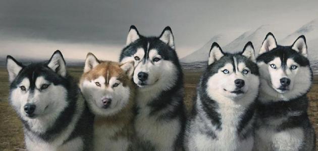 صورة صفات كلاب الهاسكي