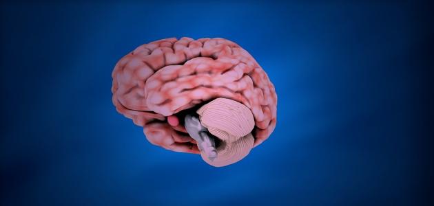 صورة أجزاء المخ بالتفصيل