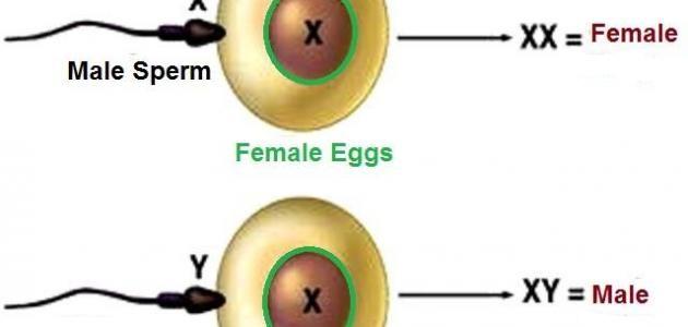صورة كيف يتم تحديد نوع الجنين