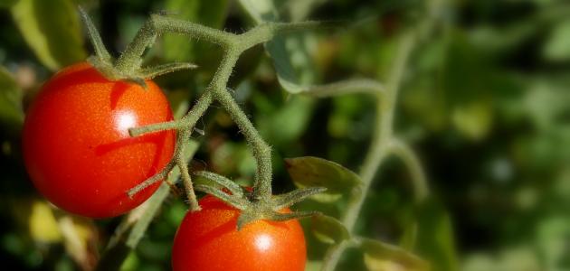 صورة كيف ازرع طماطم