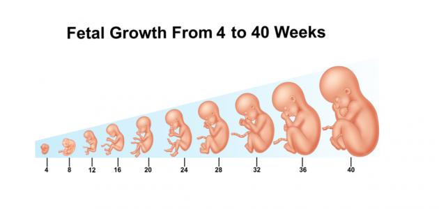 صورة كيف يتكون الجنين في الشهر الثاني