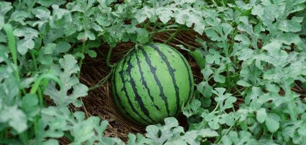 صورة طريقة زراعة البطيخ