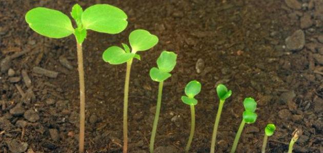 صورة مراحل نمو النبات للأطفال
