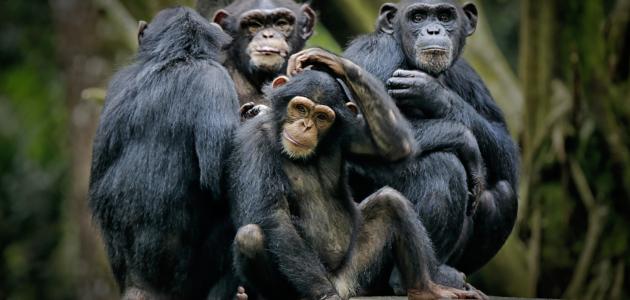 صورة بحث عن قرد الشمبانزي