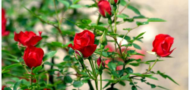 666005cb95f13 طريقة زراعة الورد الجوري