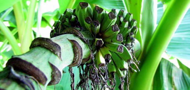 صورة كيف تتم زراعة الموز